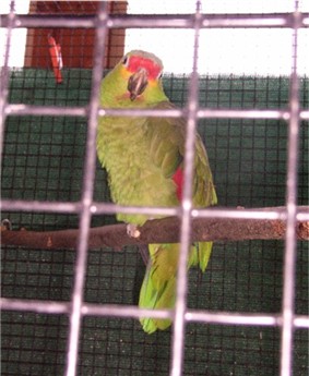 Amazone 1.jpg