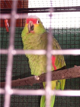 Amazone 2.jpg