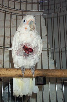 CacatoÃ¨s 2.jpg