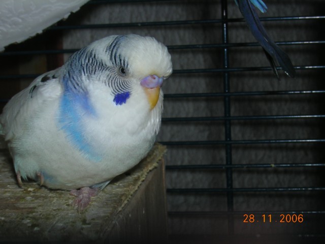 perruches 011.jpg