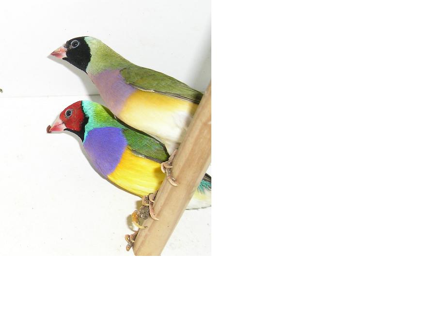 gould cage.JPG