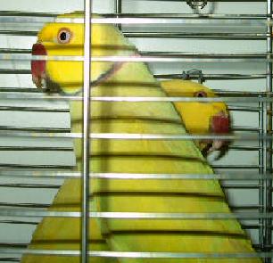 pallid male et femelle 4.JPG