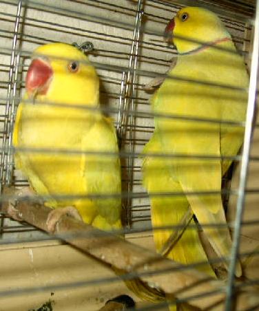 pallid male contre le grillage et femelle.JPG