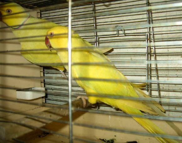 pallid male et femelle 6.JPG