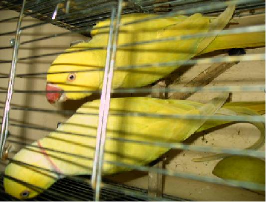 pallid male et femelle.JPG