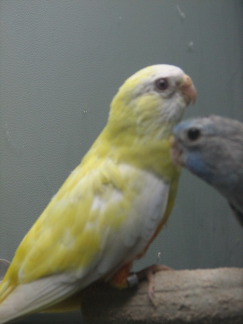 splendides 011.jpg