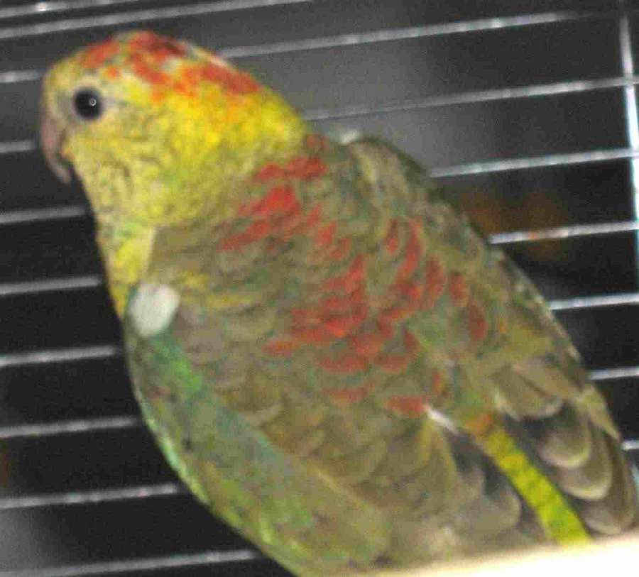 opaline.jpg