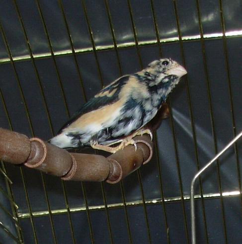 7 a Ã©tÃ© gravÃ©.JPG