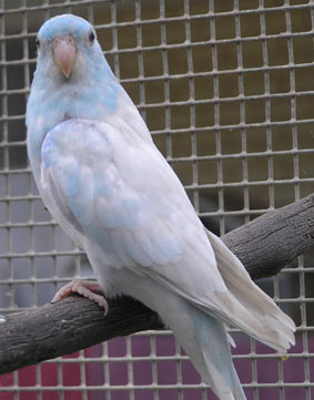 ParRedR_12540.jpg