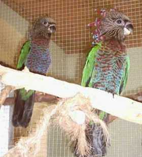 tete aigle.jpg