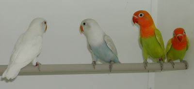 albinos; bleu pastelIno ; 2 pastelIno.JPG