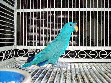 solomonislandbluemutation.jpg