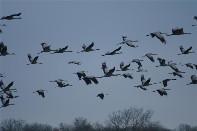 vol de grues cendrÃ©es_3 (Small).JPG