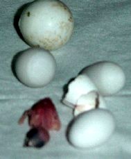 bb 003.jpg