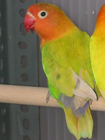 DIL0535Fa.jpg