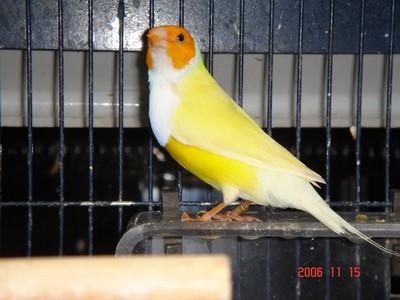 gould2.jpg