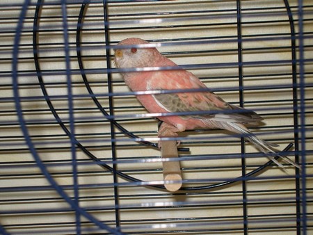 Copie de Pink Lady.jpg