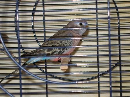 Copie de Arlequin.jpg