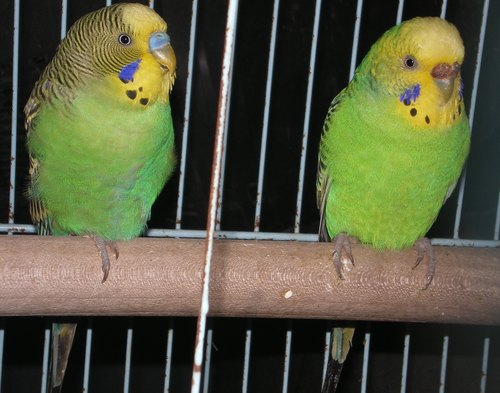 couple de vert et d'opaline.jpg