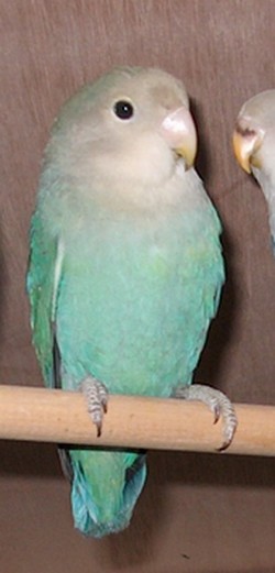 AquaTurquoise4(Seagreen)9999.jpg