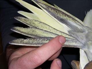 calop3up3[1].jpg