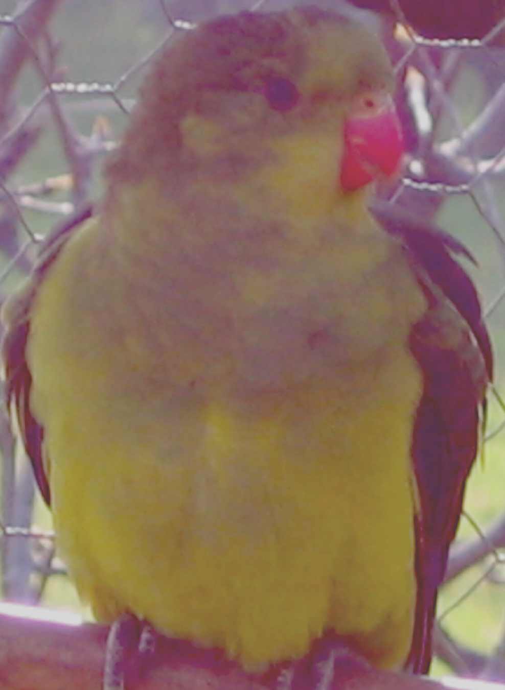 melanure3.jpg