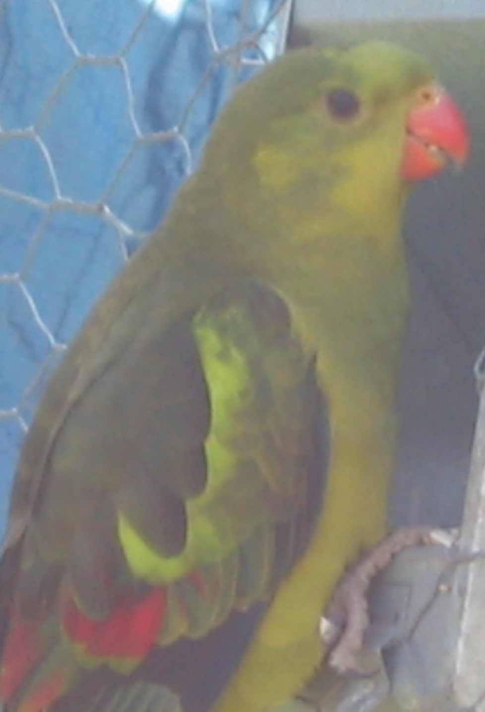 melanure4.jpg