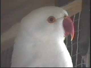 malealbinosportrait9ks.jpg