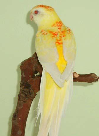 Soleilette.JPG