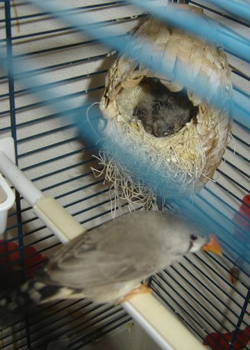 bb mandarin1.jpg