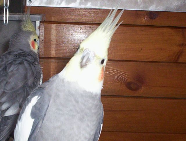 Curieuse .jpg