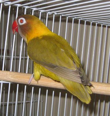 vertfoncÃ©fallow (Custom).jpeg