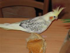 foto diverse 099 (WinCE).jpg