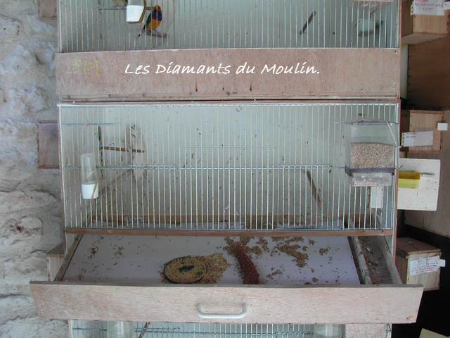 cage Ã©levage .jpg