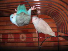 foto diverse 046 (WinCE).jpg