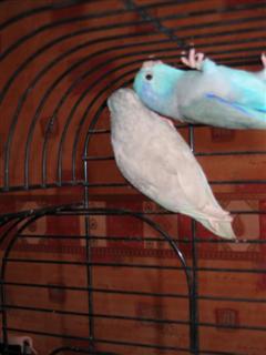 foto diverse 056 (WinCE).jpg