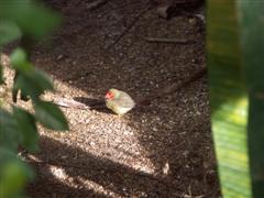 PICT0110 (WinCE).JPG