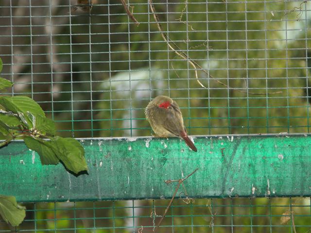 PICT0118 (Small)Ruficauda.JPG