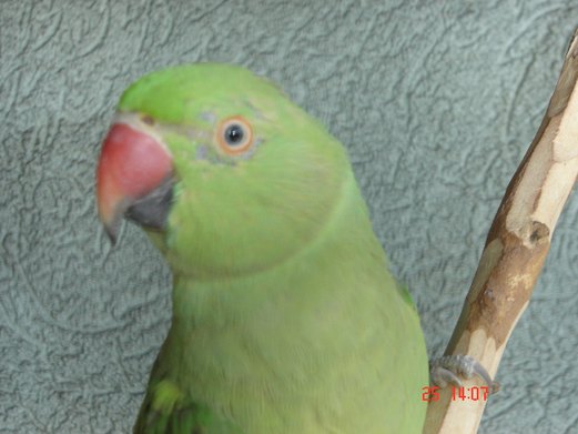DSC01783.JPG
