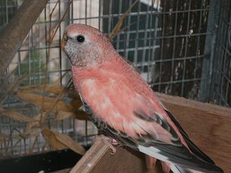 mamanbourke1.JPG