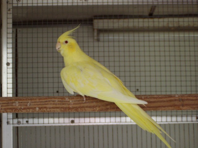24710_lutinogeelwangpercent20kopie_916.jpg
