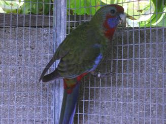 male pennant.JPG
