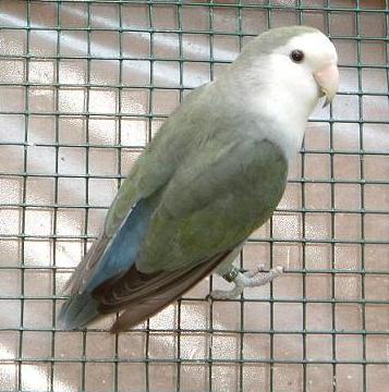 gris.jpg
