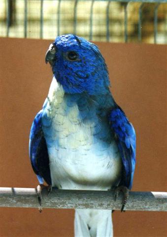 splendide male bleu pb (Small).jpg