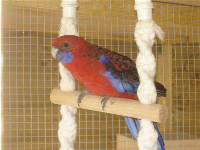 oiseaux 008 (Small).jpg