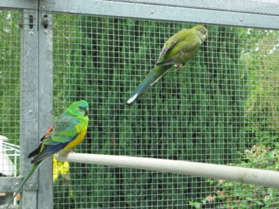 Couple Croupions rouges.jpg