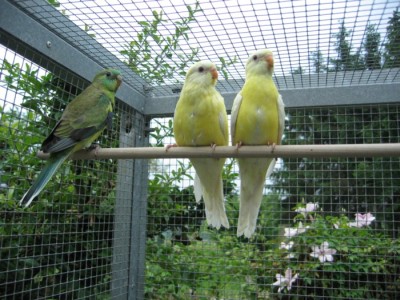 Jeunes perruches Croupions rouges.jpg