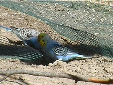 balancoire perruches_0004.jpg