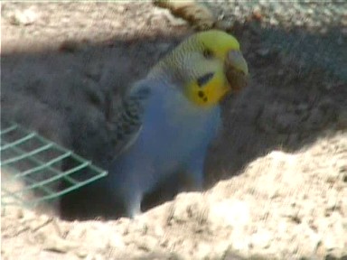 balancoire perruches_0005.jpg