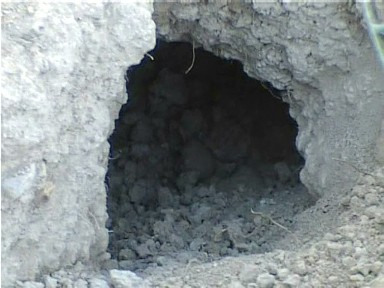 balancoire perruches_0022.jpg